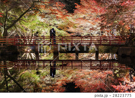 愛知県瀬戸市 岩屋堂公園の紅葉ライトアップ 秋のデートイメージ の写真素材