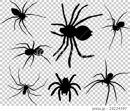 Spiders silhouettes collection 28224397