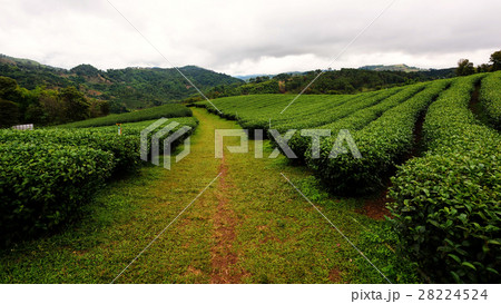 Tea farm, Chiang rai Tea farm, Chiang rai 28224524