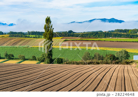 【北海道】美瑛の丘・田園風景 【北海道】美瑛の丘・田園風景 28224648