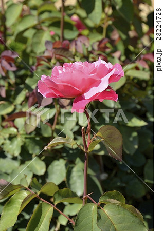 サブリナ 28224728