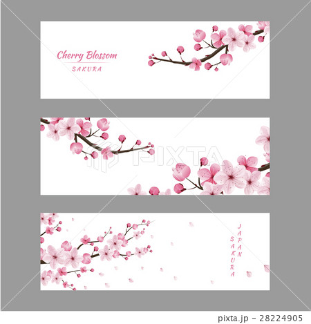 cherry blossom collection , greeting cards. 28224905