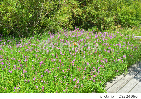 ミソハギ 28224966