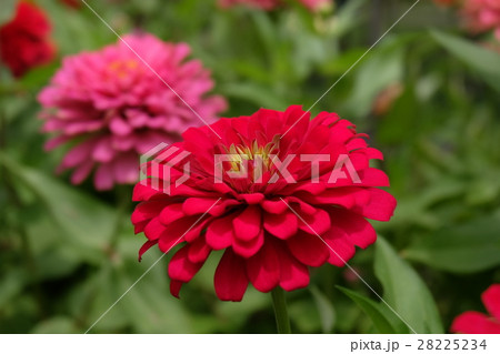 Beautiful Blooming zinnia flower in the garden 28225234