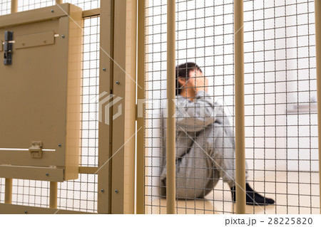女性 刑務所、留置所、犯罪、逮捕、保留、監獄、牢屋、拘束 女性 刑務所、留置所、犯罪、逮捕、保留、監獄、牢屋、拘束 28225820