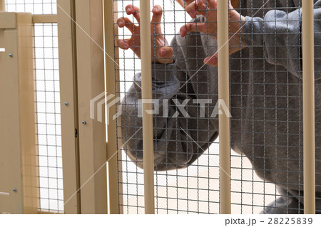 女性 刑務所、留置所、犯罪、逮捕、保留、監獄、牢屋、拘束 女性 刑務所、留置所、犯罪、逮捕、保留、監獄、牢屋、拘束 28225839