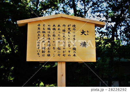 熱田神宮(大楠) 熱田神宮(大楠) 28226292
