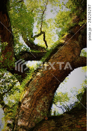 熱田神宮(大楠) 28226297