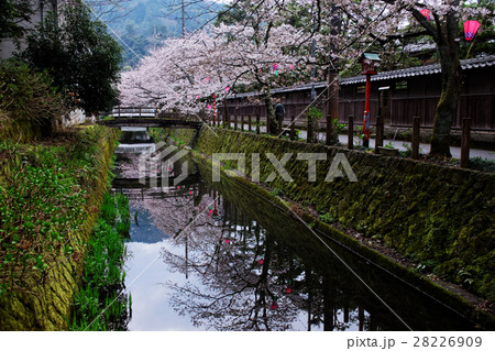 春の城崎温泉　木屋町通り 28226909
