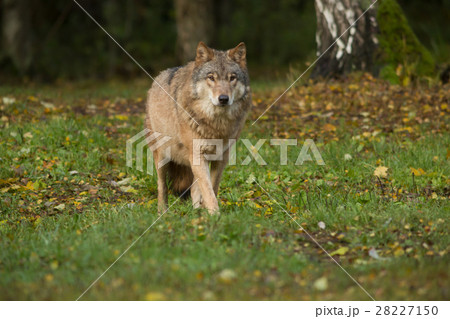 Portrait of a wolf in autumn forest 28227150
