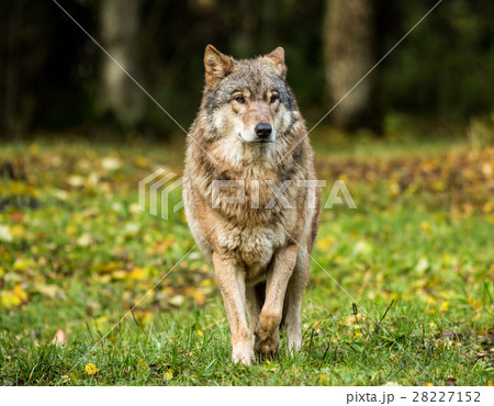 Portrait of a wolf in autumn forest Portrait of a wolf in autumn forest 28227152