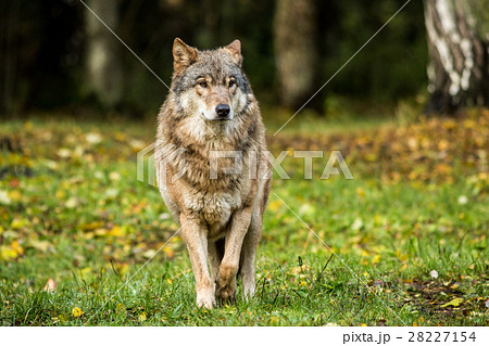 Portrait of a wolf in autumn forest Portrait of a wolf in autumn forest 28227154