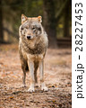 Portrait of a wolf in autumn forest 28227453
