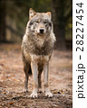Portrait of a wolf in autumn forest 28227454