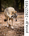 Portrait of a wolf in autumn forest 28227455