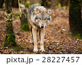 Portrait of a wolf in autumn forest 28227457