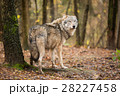 Portrait of a wolf in autumn forest 28227458