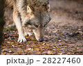 Portrait of a wolf in autumn forest 28227460