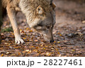 Portrait of a wolf in autumn forest 28227461