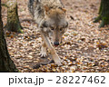 Portrait of a wolf in autumn forest 28227462
