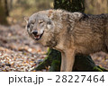 Portrait of a wolf in autumn forest 28227464