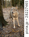 Portrait of a wolf in autumn forest 28227465