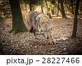 Portrait of a wolf in autumn forest 28227466