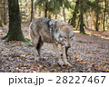 Portrait of a wolf in autumn forest 28227467