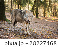 Portrait of a wolf in autumn forest 28227468