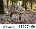 Portrait of a wolf in autumn forest 28227469