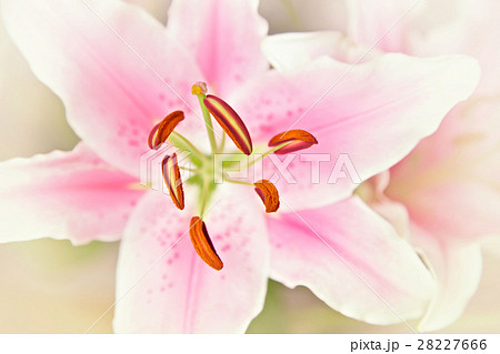 Lilly Lilly 28227666