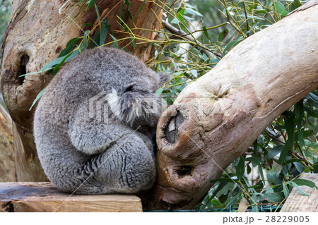 Koala having a nap Koala having a nap 28229005