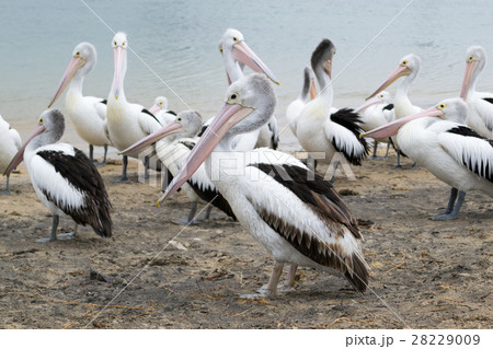 Pelican feeding in San Remo Pelican feeding in San Remo 28229009