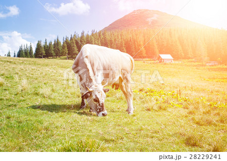 Grey cow grazing on mountain green meadow Grey cow grazing on mountain green meadow 28229241