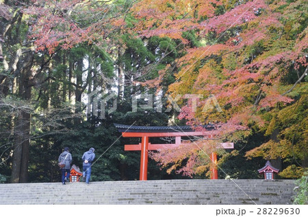 霧島神宮紅葉の写真素材