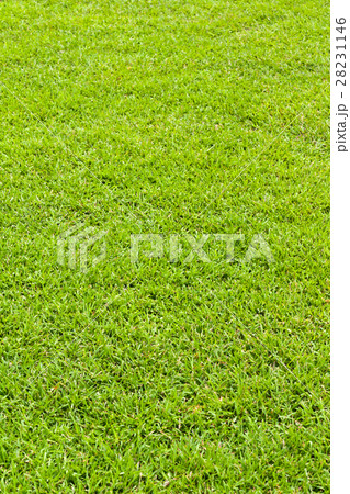 lawn texture 28231146