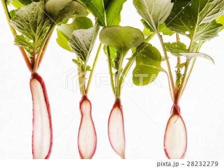 fresh radishes 28232279