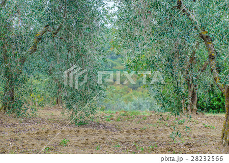 olive trees 28232566
