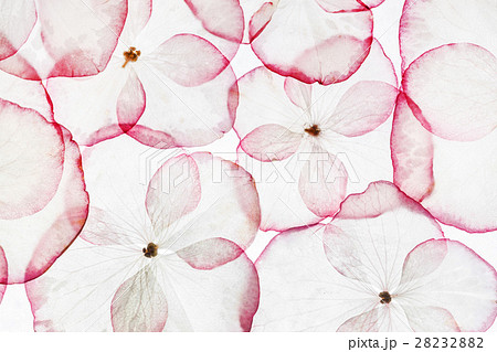 hydrangea petals isolated 28232882