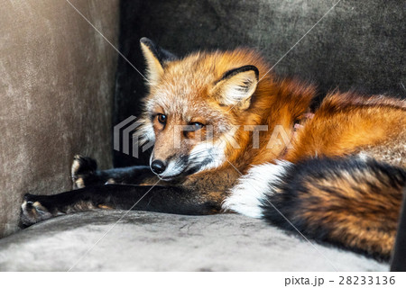 nice fox nice fox 28233136