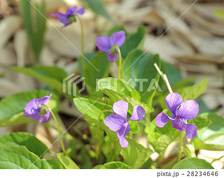 オオバタチツボスミレ 28234646