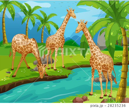 Three giraffes drinking water Three giraffes drinking water 28235236