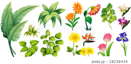 Different types of flowers and leaves 28236434