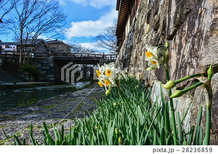八幡堀の水仙 28236859