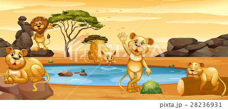 Lions drinking water from the pond Lions drinking water from the pond 28236931