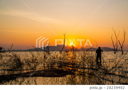 Silhouette Dry tree and Photographer in water Silhouette Dry tree and Photographer in water 28239402