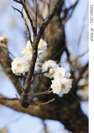 梅の花 梅の花 28239685