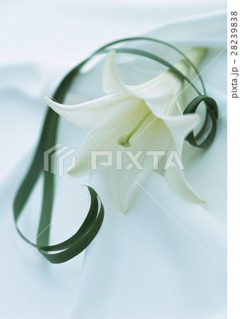 テッポウユリとリリオペ 28239838