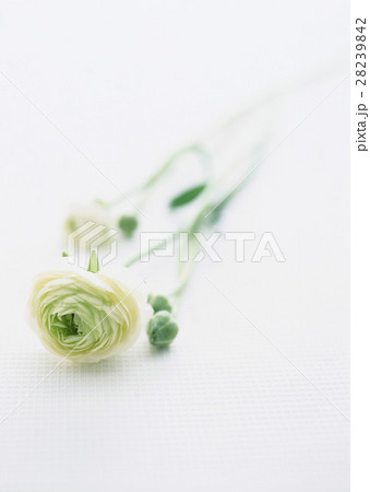 ラナンキュラス 28239842