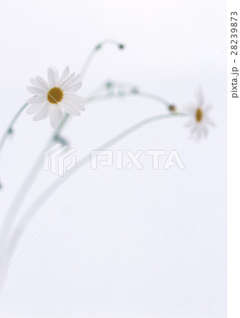 マーガレット 28239873